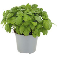 Esselunga, basilico in vaso diam. 14 cm