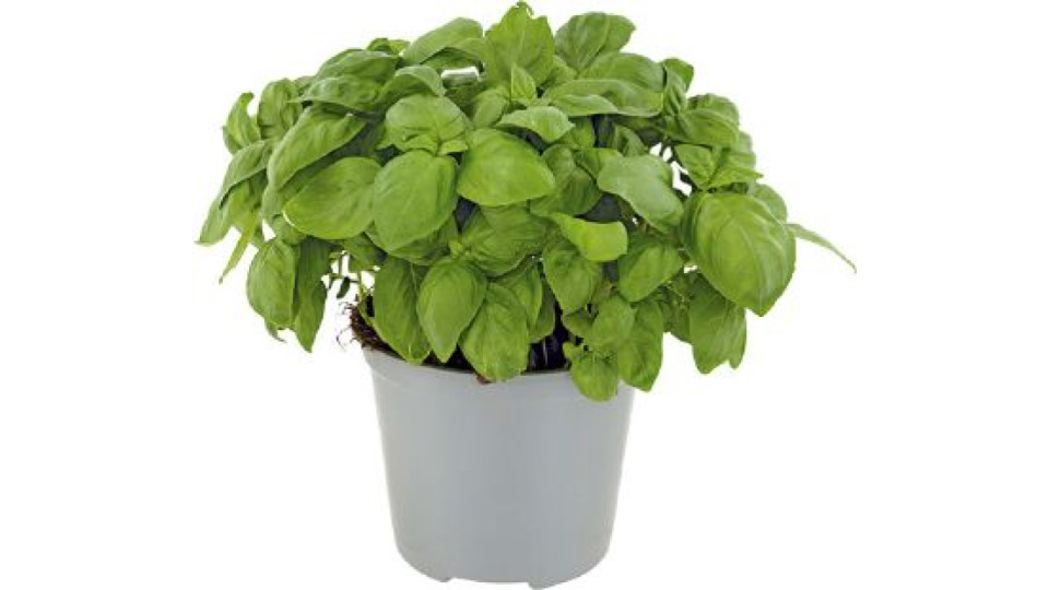 Esselunga, basilico in vaso diam. 14 cm