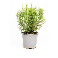 Rosmarino in vaso diam. 14 cm