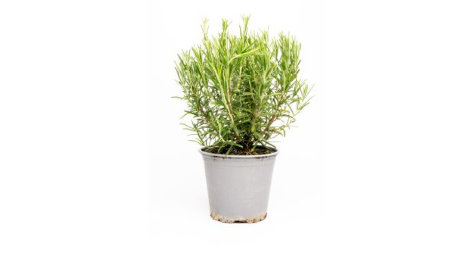 Rosmarino in vaso diam. 14 cm