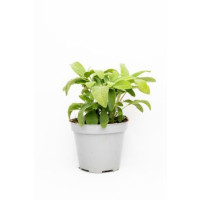 Salvia in vaso diam. 14 cm