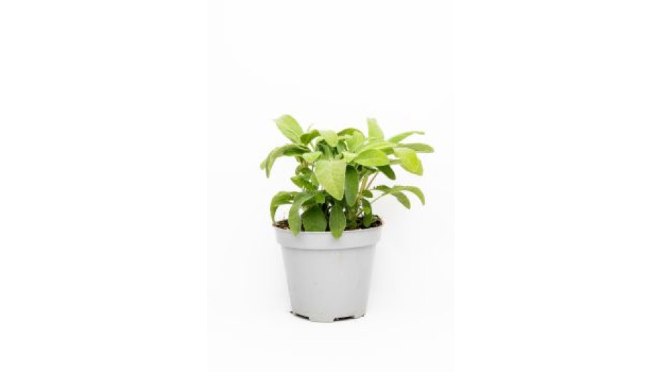 Salvia in vaso diam. 14 cm
