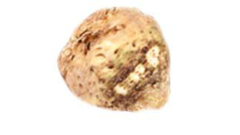 Sedano Rapa