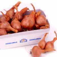 Scalogno Bio 30-50