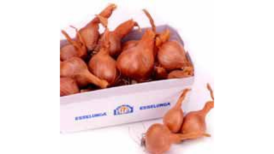 Scalogno Bio 30-50