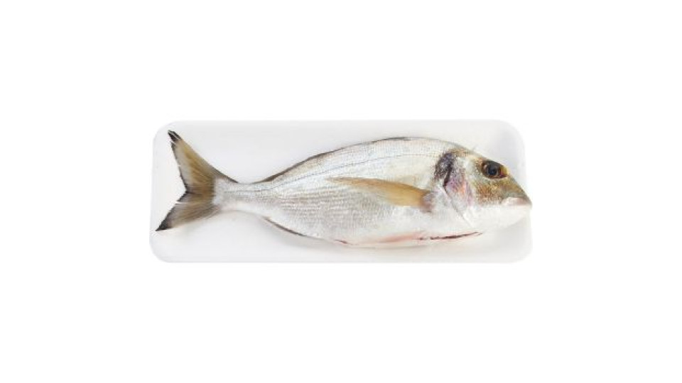 Orata Pescata