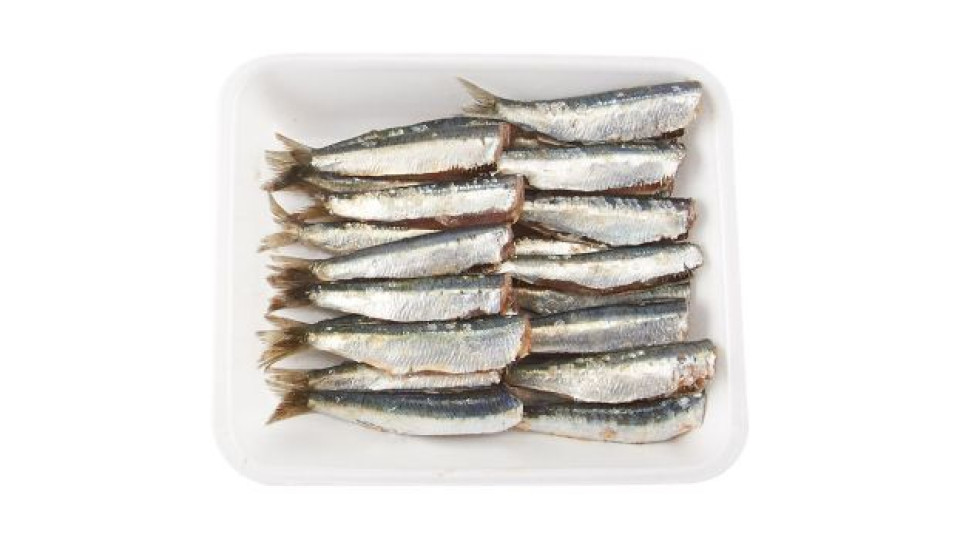 Sardine