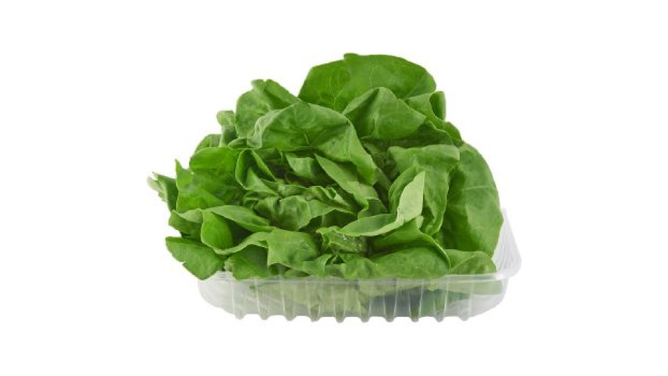 insalata lattuga