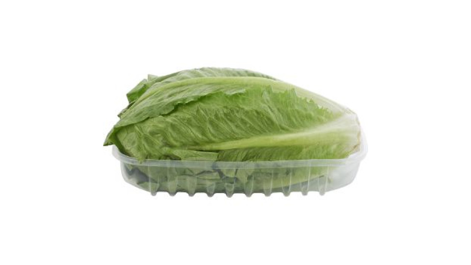 Insalata Romana