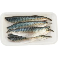Filetto di Sgombro