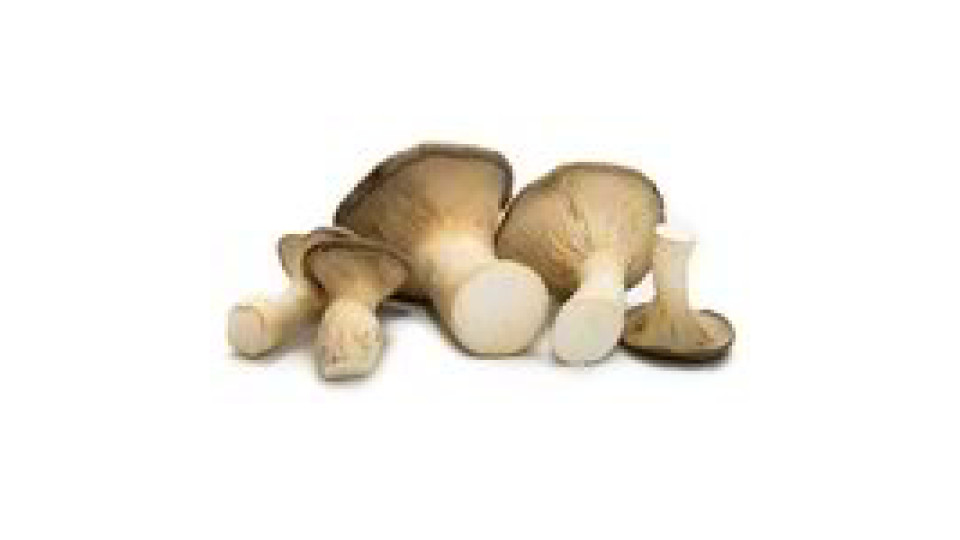 Funghi cardoncelli