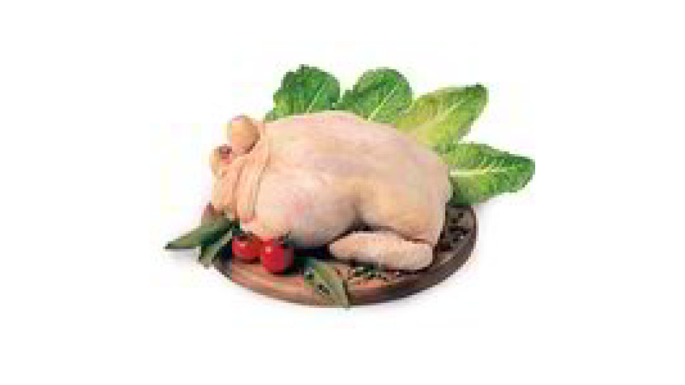 Busto di pollo