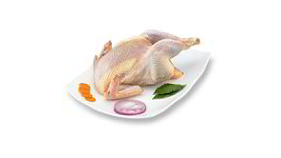 Gallina a busto