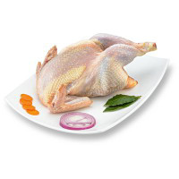 Gallina a busto