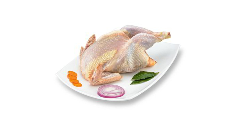 Gallina a busto