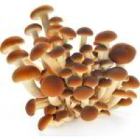 Funghi Pioppini