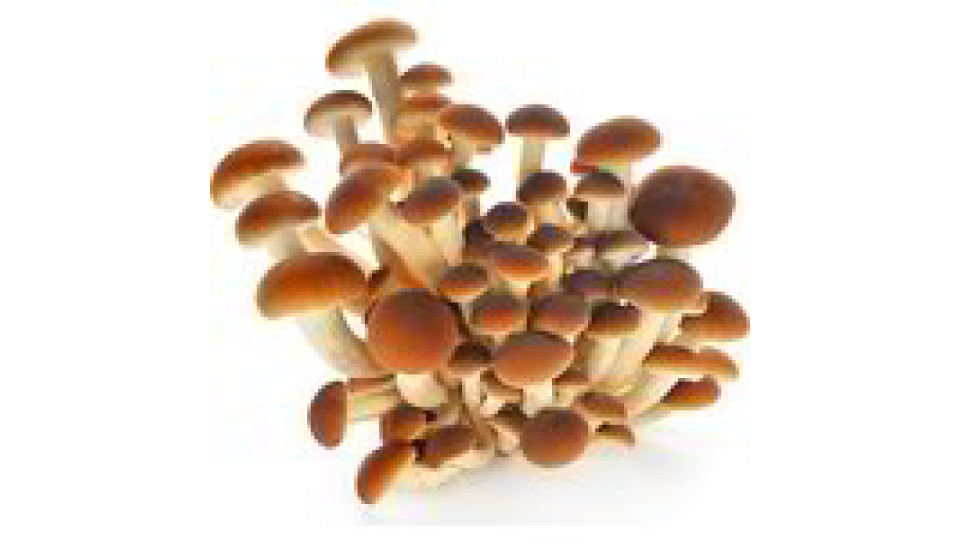 Funghi Pioppini