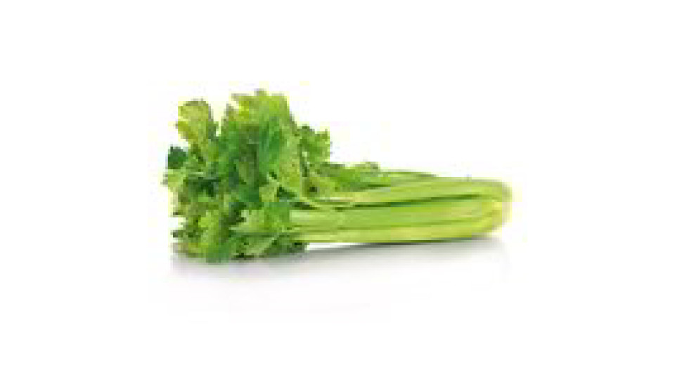 Sedano verde BIO
