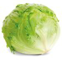 Lattuga Iceberg