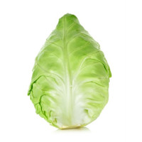 Cavolo Cappuccio