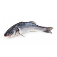 Branzino Allevato 300/450