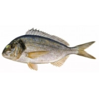 Orata Allevata 300/450