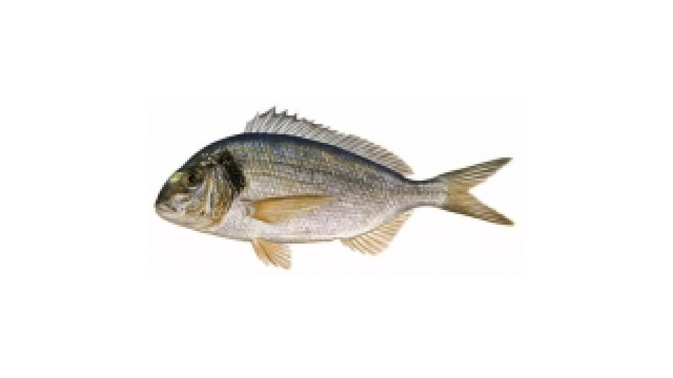 Orata Allevata 300/450