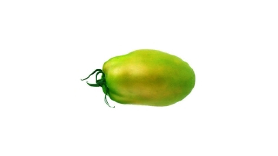 Pomodori Oblungo Verde