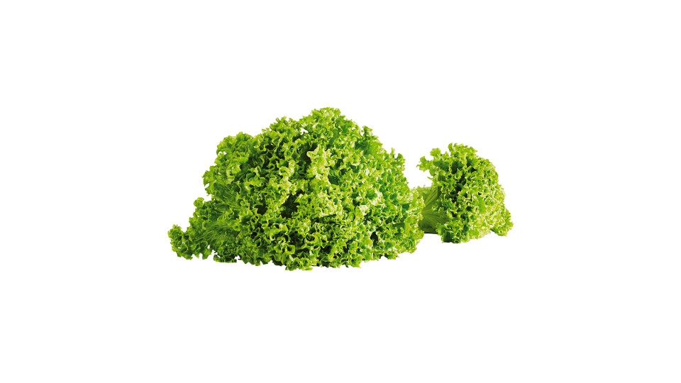 Insalata Gentile