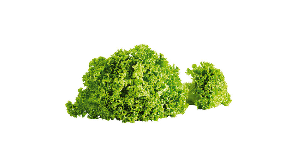 Insalata Gentile