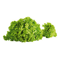 Insalata Gentile