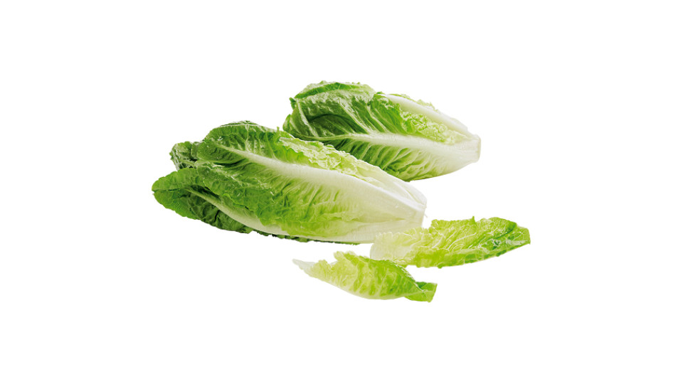 Insalata Romana