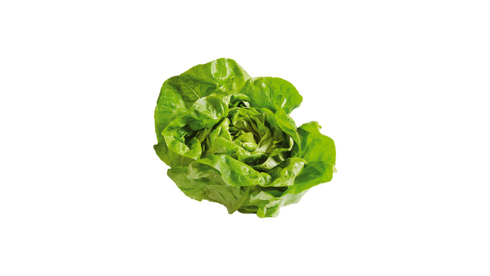 Lattuga