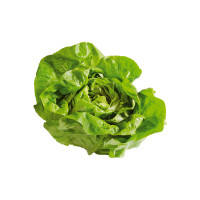 Lattuga