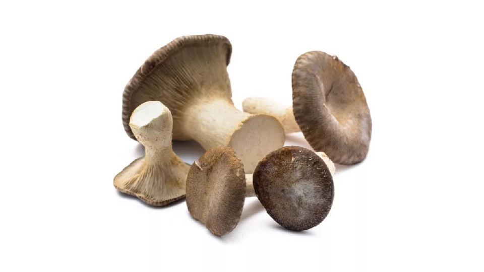 Funghi Cardoncello