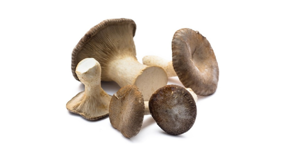 Funghi Cardoncello