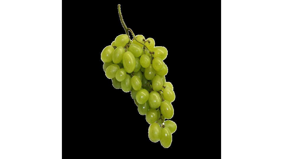 Uva Pizzutella