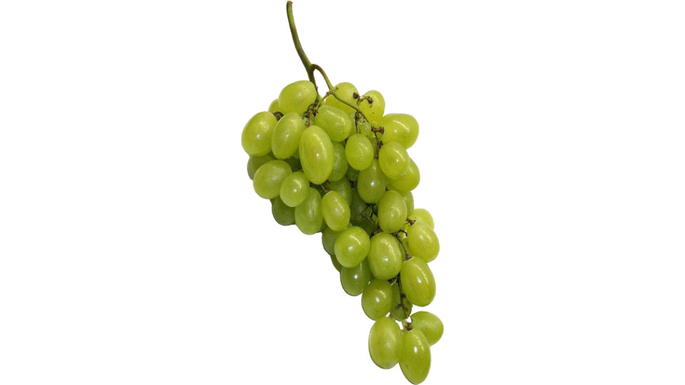 Uva Pizzutella