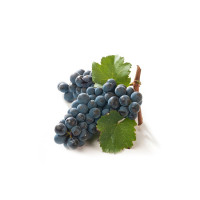 Uva Fragola