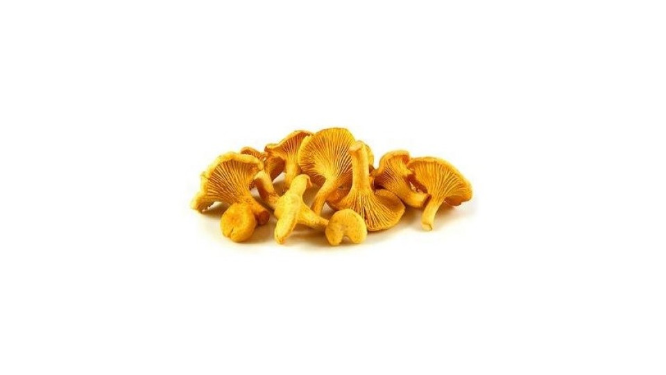 Funghi Finferli