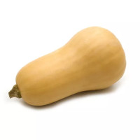 Zucca Butternut