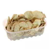 Funghi Pleurotus