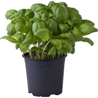 Basilico