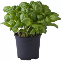 Basilico Vaso