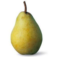 Pere Williams Bianco