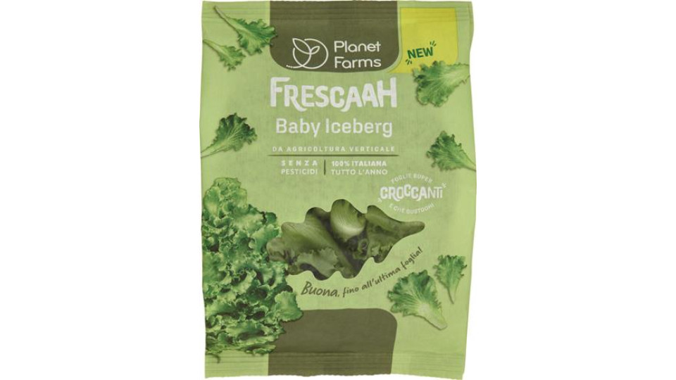 IV BABY ICEBERG GR 80