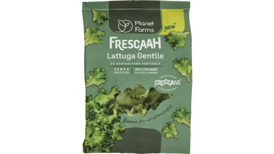 IV LATTUGHINO 80 GR