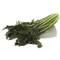 CATALOGNA SPIGATA