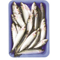 SARDINE I PESCHERECCI