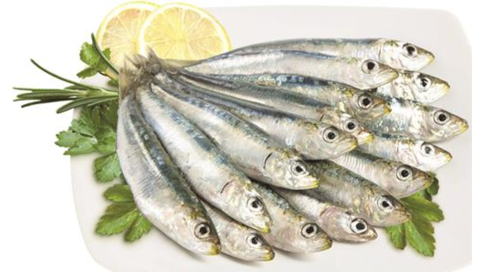 SARDINA